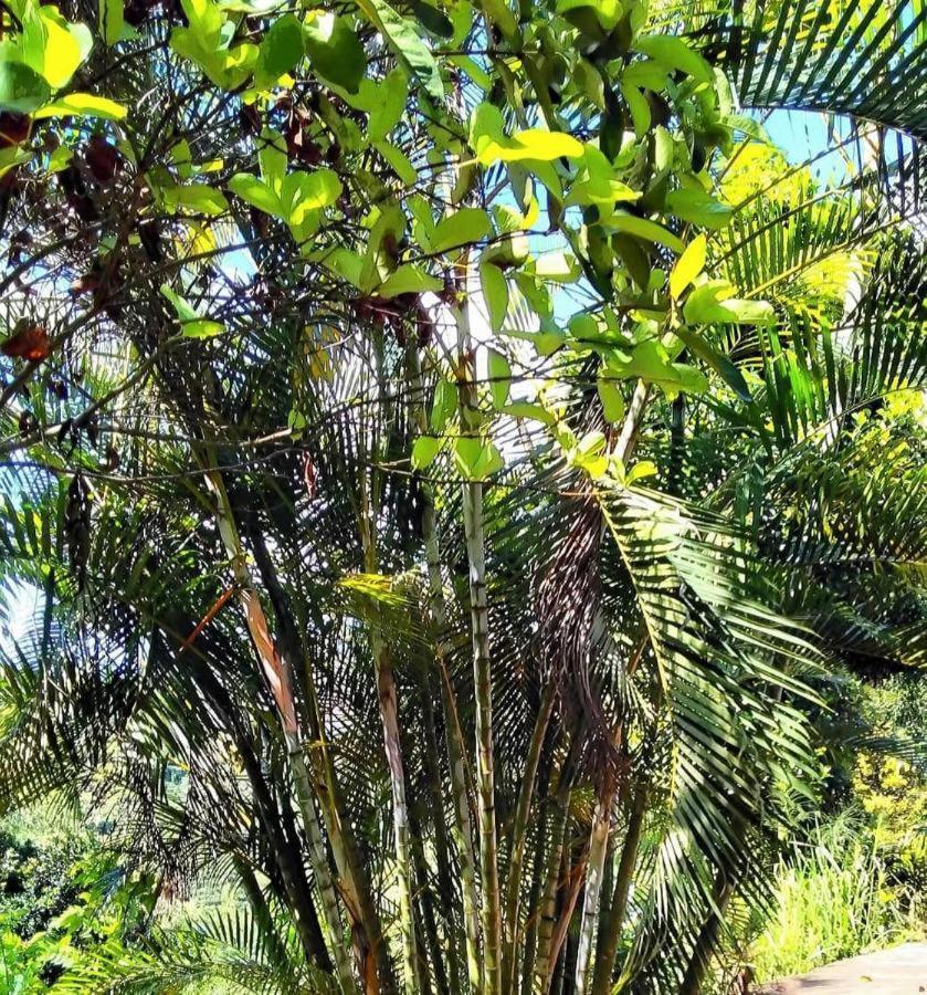 Ella Mount Villa Luaran gambar
